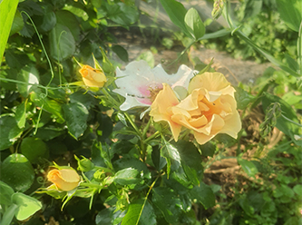 Rosenblüten