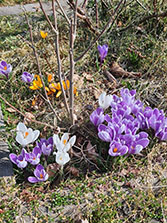 Krokus im Garten