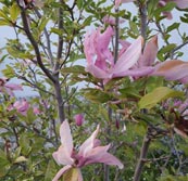 Magnolien blühen