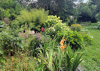 Stauden im Garten