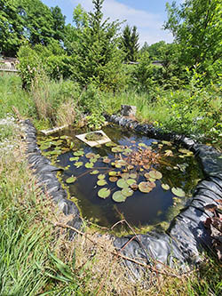 Gartenteich